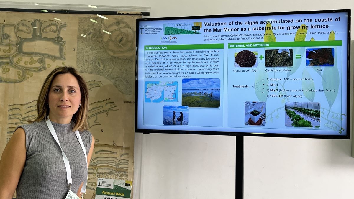 grecia imida 2a present b